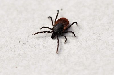 Désinsectisation totale