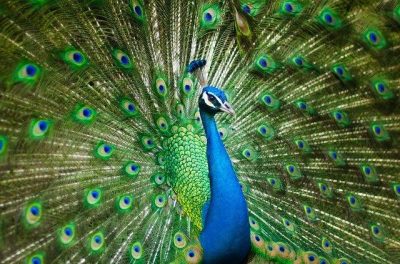 Visite au zoo en famille
