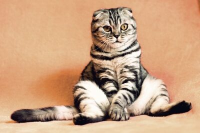 Les chats