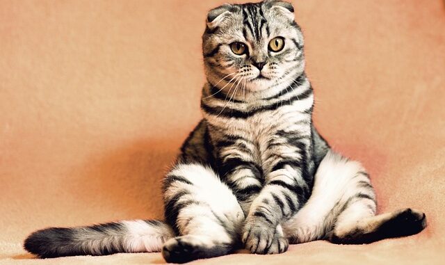 Les chats Les chats