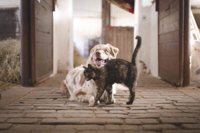 Douleur des animaux de compagnie