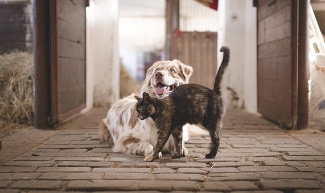 Douleur des animaux de compagnie Douleur des animaux de compagnie