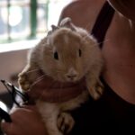 Les animaux de compagnie