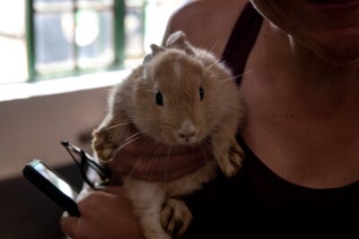 Les animaux de compagnie