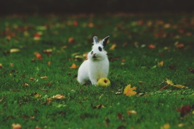 Animaux de compagnie