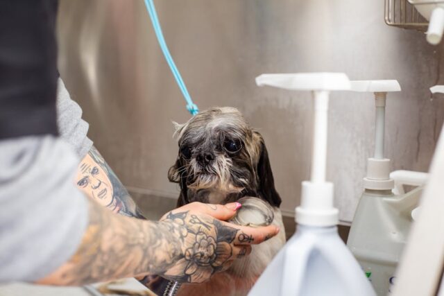 Toilettage pour chiens