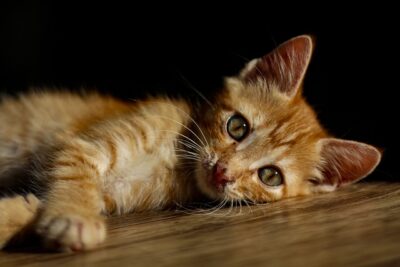 Nouveau chaton
