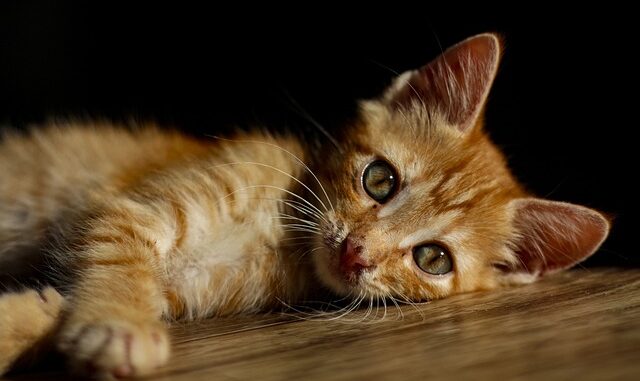 Nouveau chaton Nouveau chaton
