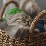 tricoter un doudou chat