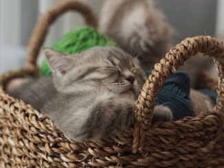 tricoter un doudou chat