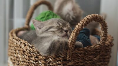 tricoter un doudou chat