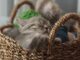 tricoter un doudou chat