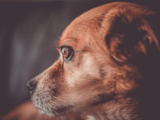 Chien senior quelles croquettes privilégier pour sa santé et sa vitalité