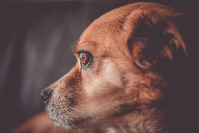 Chien senior quelles croquettes privilégier pour sa santé et sa vitalité