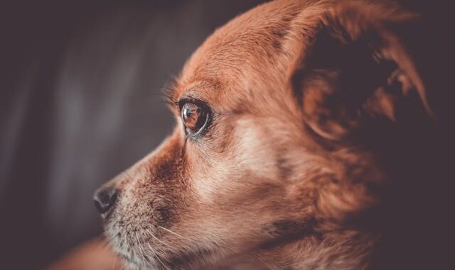 Chien senior quelles croquettes privilégier pour sa santé et sa vitalité Chien senior quelles croquettes privilégier pour sa santé et sa vitalité