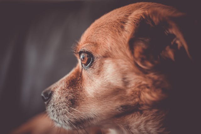 Chien senior quelles croquettes privilégier pour sa santé et sa vitalité