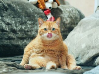 Langue au chat