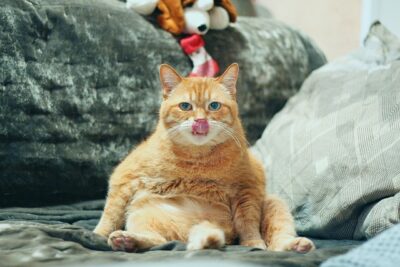 Langue au chat