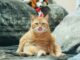 Langue au chat
