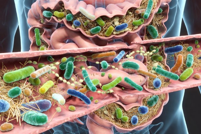 Microbiote et digestion